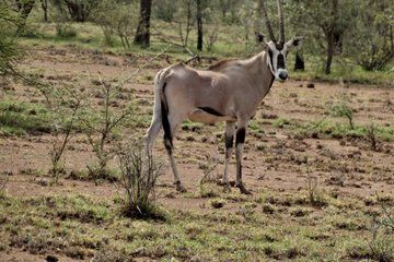 2-Day Awash National Park Safari & Doho from Addis Ababa