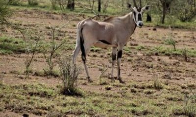 2-Day Awash National Park Safari & Doho from Addis Ababa