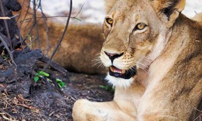 Full Day Chobe National Park Safari from Livingstone