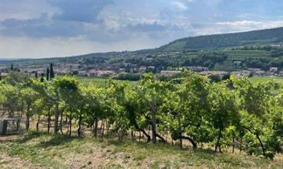 Wine Tour of Amarone della Valpolicella