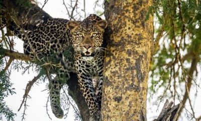 1 Day BIG FOUR Safari to Mikumi Park by train from Dar es Salaam