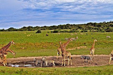 3 Days Taita Hills in Saltlick Lodge Private Safari from Mombasa