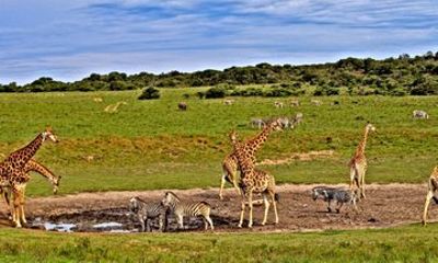 3 Days Taita Hills in Saltlick Lodge Private Safari from Mombasa