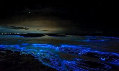 Grand Cayman Bioluminescence and Starfish Point