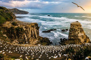 Auckland Wildlife, Coastal Scenery and Heritage Tour