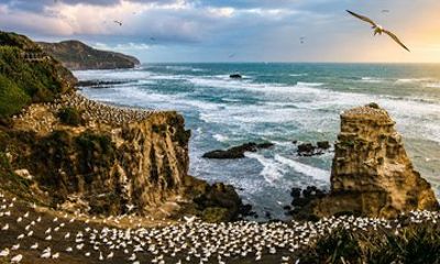 Auckland Wildlife, Coastal Scenery and Heritage Tour
