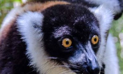 Andasibe Discovery 2Day Rainforest Adventure in Madagascar