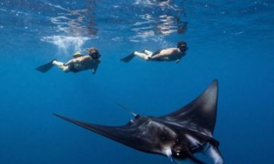 Nusa Penida Reef and Manta Snorkeling Experience
