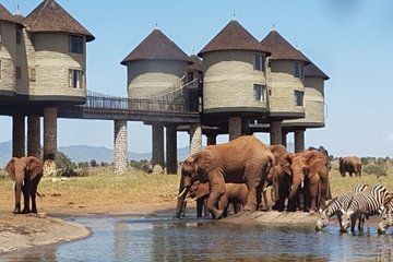 Private Kenya 2 Day Safari Tour Taita Hills Wildlife