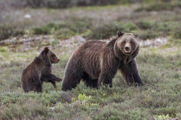 Private Full Day Wildlife Safari in Grand Teton National Park