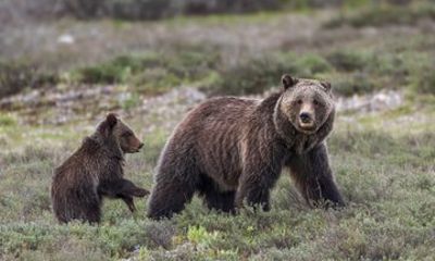 Private Full Day Wildlife Safari in Grand Teton National Park