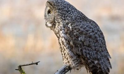 Private Sunset Wildlife Safari in Grand Teton National Park