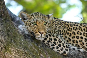 2 Days Trip in Devil's Pool, Falls, Rhino Walk and Chobe