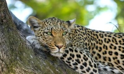 2 Days Trip in Devil's Pool, Falls, Rhino Walk and Chobe