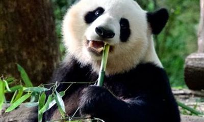 Chengdu Panda Base&Mount Qingcheng All Inclusive Private Tour