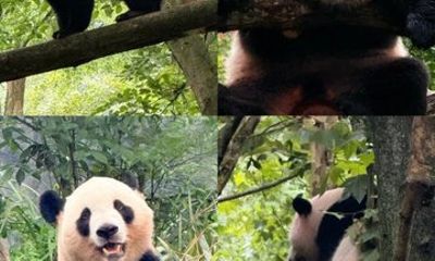 Chengdu Panda Valley and Mount Qingcheng All Inclusive day Tour