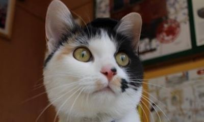 Day Trip Wakayama Cat Stationmaster train ride from Osaka