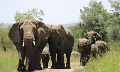 One Day Akagera Wildlife Experience