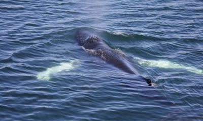 Whale Watching Adventure in Akureyri