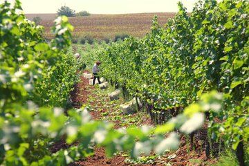 Goumenissa Wine and Culture Experience from Thessaloniki