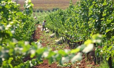 Goumenissa Wine and Culture Experience from Thessaloniki