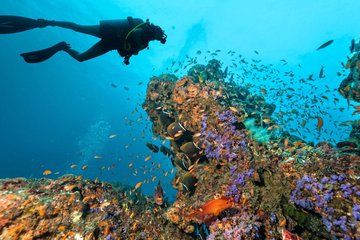 Two Tank Scuba Dive Adventure in Roatan