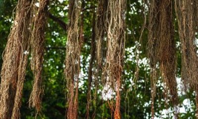 History Nature and Culture of Key West Walking Tour