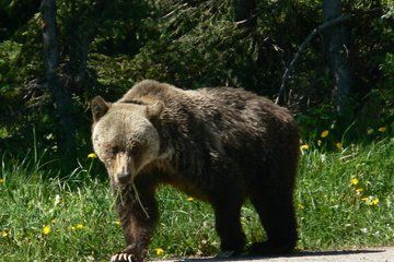 Banff Calgary Canmore Bear Country Wildlife Focused Guided Hikes