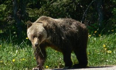 Banff Calgary Canmore Bear Country Wildlife Focused Guided Hikes