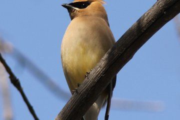 Sunset Birding Tour Explore Sedona Desert Wildlife