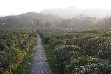 Hangzhou Leifeng Pagoda Bike Tour Experience