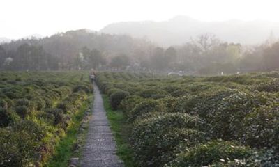 West Lake Bike Tour: Scenic Parks, Temple, Tea Fields