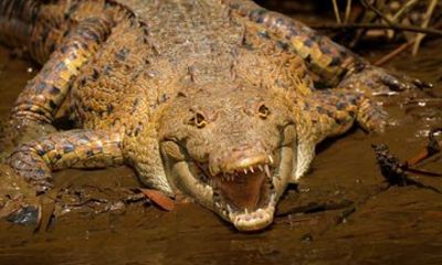 Mangrove tour, crocodiles , monkeys birds nature Boat or Kayak