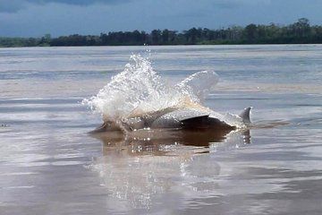 Full Day Pacaya Samiria Birth of the Amazon and Dolphin River