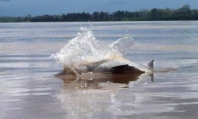 Full Day Pacaya Samiria Birth of the Amazon and Dolphin River