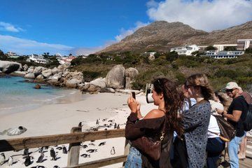 Half Day Penguin Colony Tour