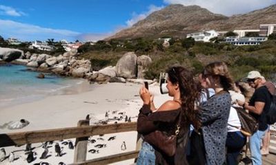 Half Day Penguin Colony Tour