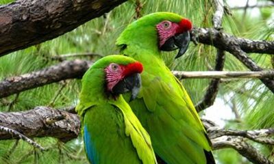 Private Macaw Birdwatching at Guacamayas Reserve