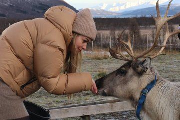 Reindeer Feeding and Sámi Culture Experience in Autumn