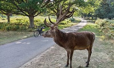 Private Richmond Park E Bike Tour with Luxury Picnic