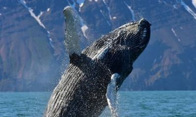 Akureyri: Whale Watching & Goðafoss Waterfall Small-Group Tour