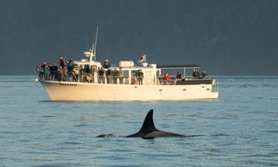 Classic Whale Watch & Wildlife Tour from Roche Harbor