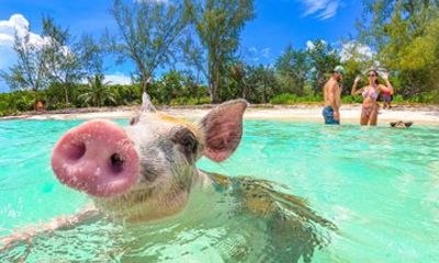 Nassau: Pearl Island Swimming Pigs Express Meet and Feed the Pigs