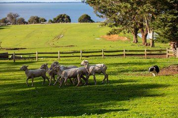 Phillip Island Heritage Farm, Sheepdog Show & Penguin Parade