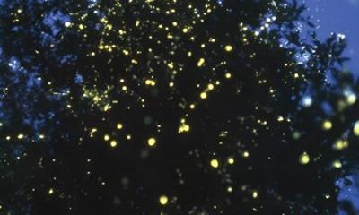 Kawa Kawa Rivercruise Proboscis Monkey and Fireflies