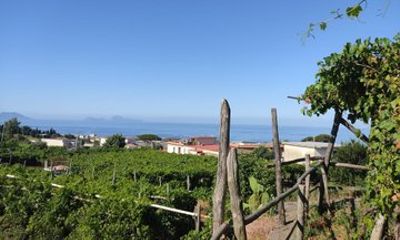 Vesuvio Wine Tasting and Lava Cave Tour from Salerno
