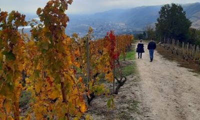 Exclusive Wine Tour and Tasting in the Rhone