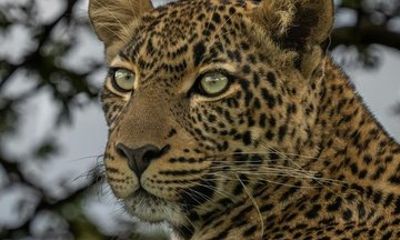 From Cape Town: 3 Day Botlierskop Luxury safari