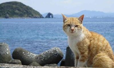 Cat Island Ainoshima Day Trip and Wind Chime Festival from Hakata
