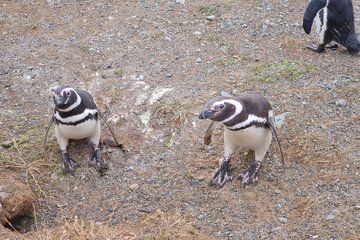 Magdalene Island Catamaran Tour Walk Among Magellanic Penguins
